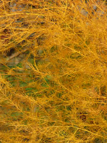 Asparagus officinalis